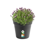 green basics growpot 35cm living black